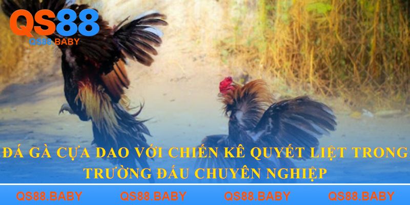 Đá gà cựa dao với chiến kê quyết liệt trong trường đấu chuyên nghiệp