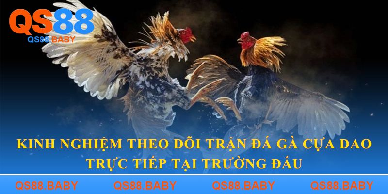 Kinh nghiệm theo dõi trận đá gà cựa dao trực tiếp tại trường đấu