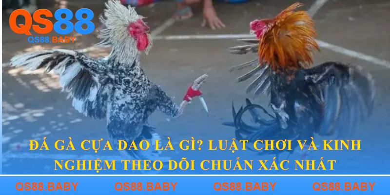 Đá gà cựa dao