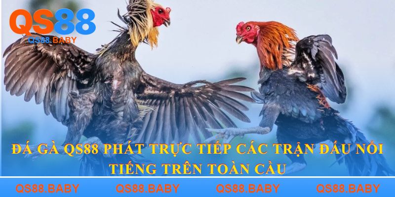 Đá gà QS88 phát trực tiếp các trận đấu nổi tiếng trên toàn cầu