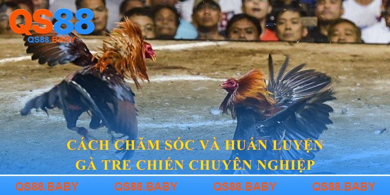 Cách chăm sóc và huấn luyện gà tre chiến chuyên nghiệp