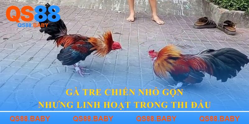 Gà tre chiến nhỏ gọn nhưng linh hoạt trong thi đấu