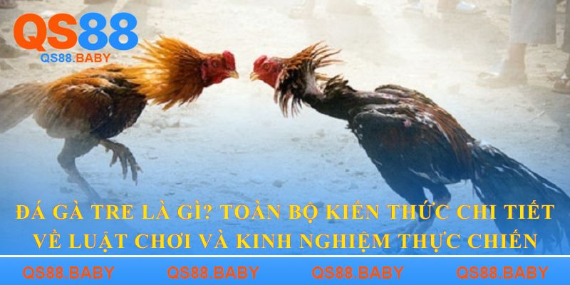 Đá gà tre