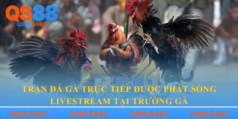 Trận đá gà trực tiếp được phát sóng livestream tại trường gà